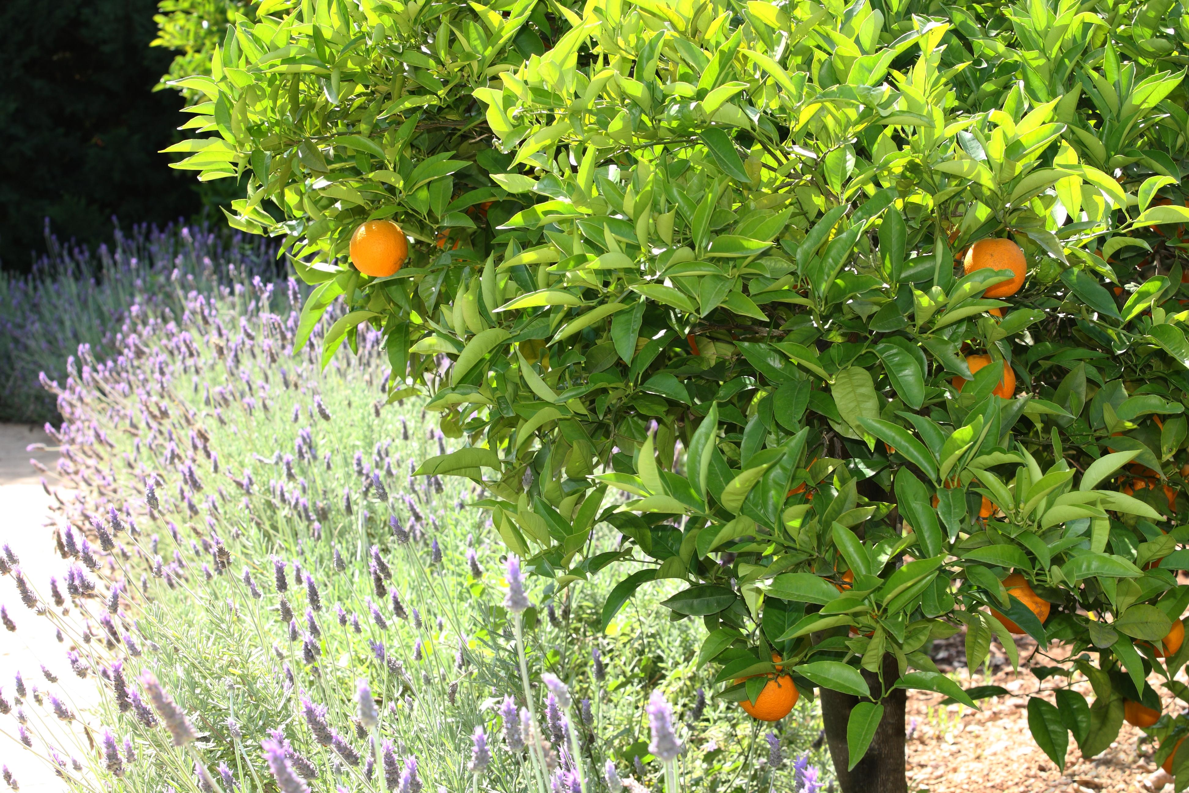 Finca Ca'S Curial - Agroturismo - Adults Only Soller Luaran gambar