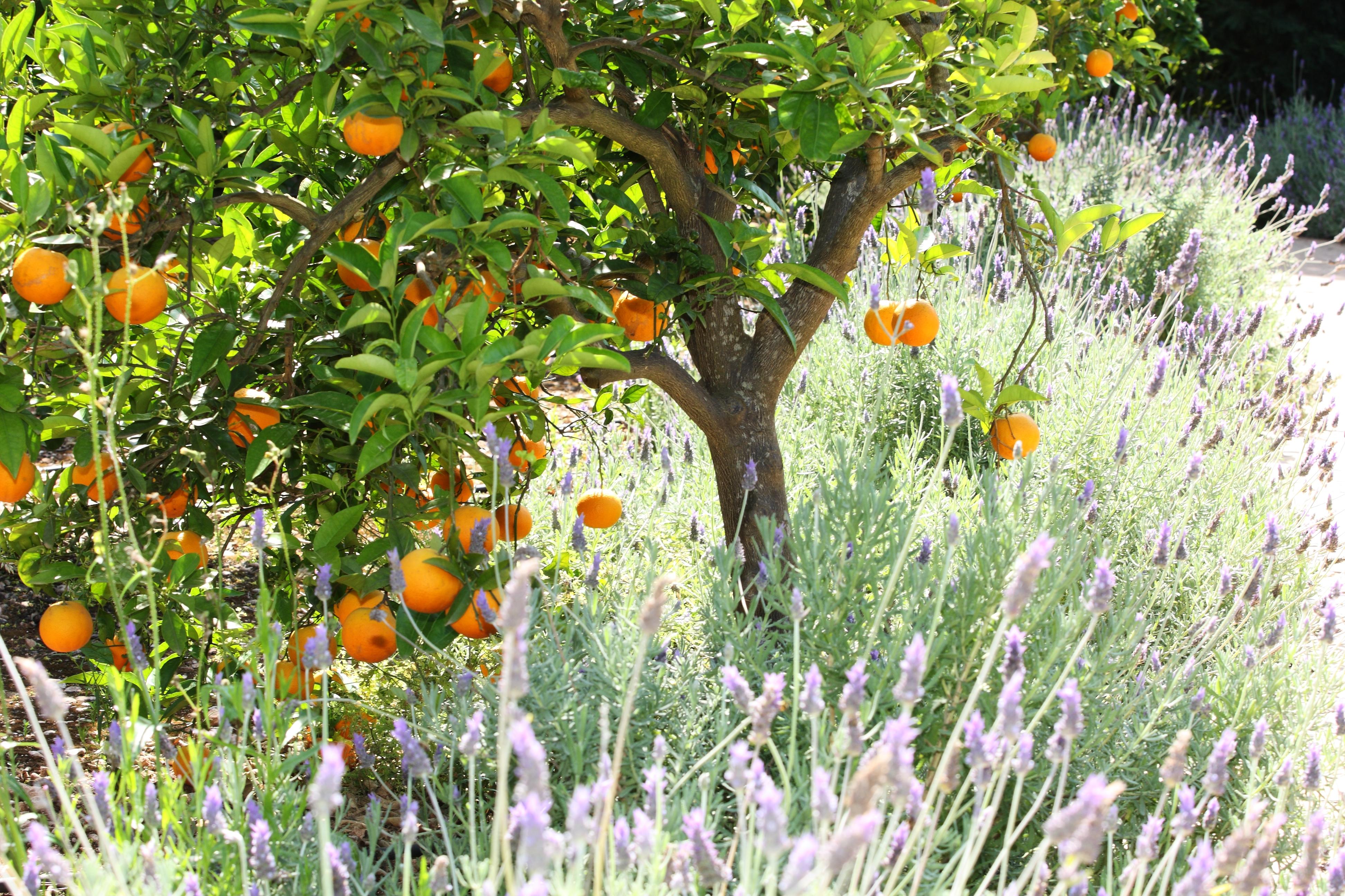 Finca Ca'S Curial - Agroturismo - Adults Only Soller Luaran gambar