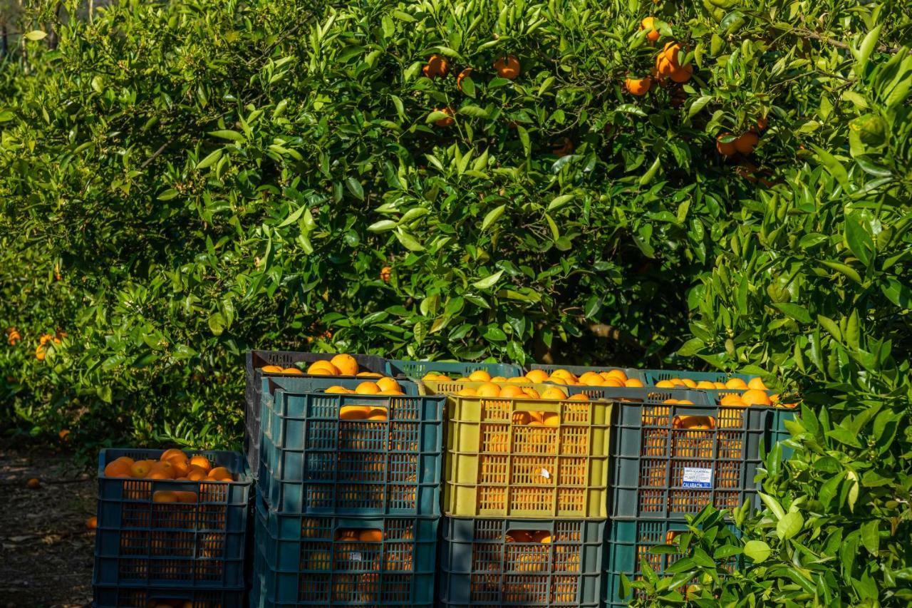 Finca Ca'S Curial - Agroturismo - Adults Only Soller Luaran gambar